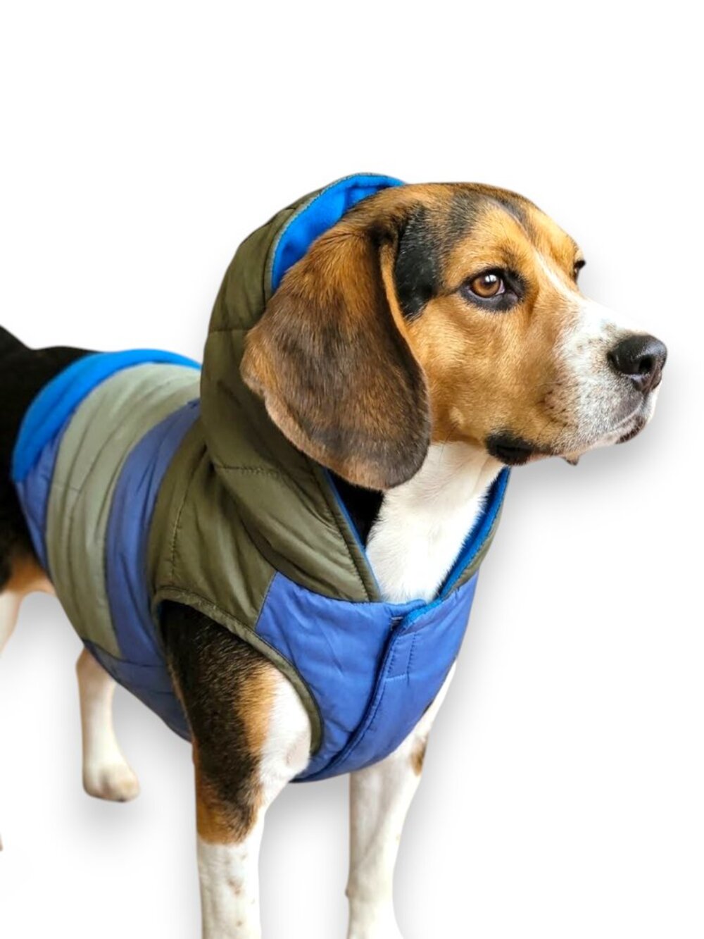 Vibrant Life Colorblock Hooded Dog Jacket Size M NWT